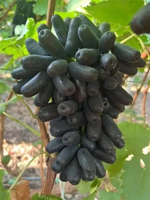 Bagaimana pemakanan boron dalam anggur